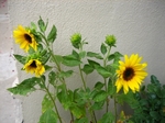 IMG_2596.jpg